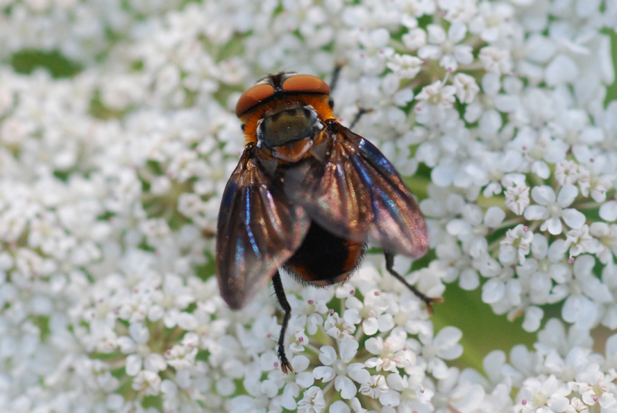 Phasia hemiptera (Tachinidae).